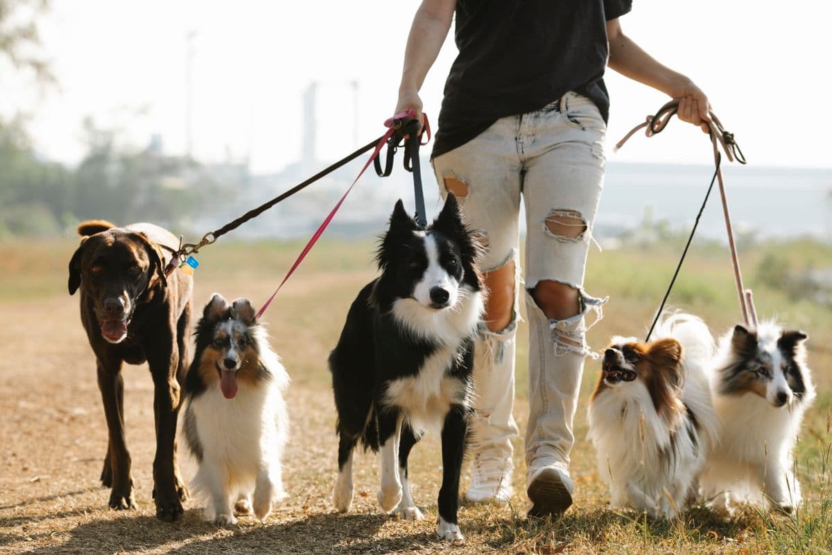 Beispielfoto: Trainerin unterwegs mit mehreren Hunden an der Leine